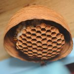 スズメバチの巣ってどれだけの種類がある？写真を見て比べてみよう