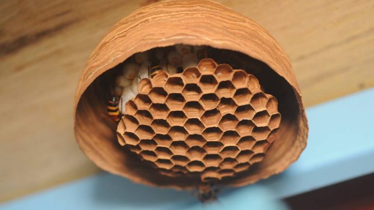 スズメバチの巣ってどれだけの種類がある？写真を見て比べてみよう
