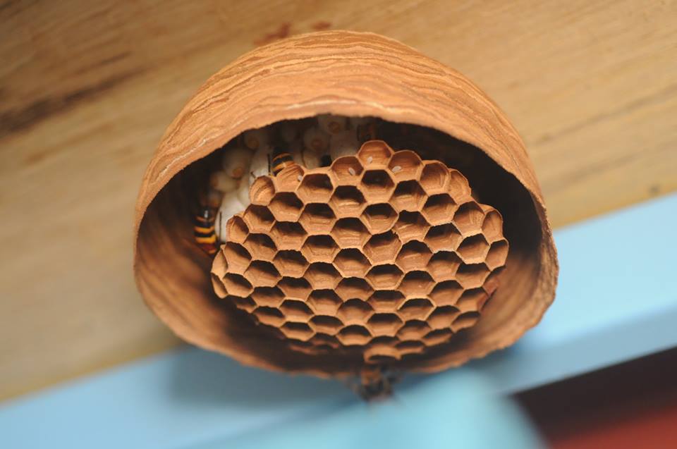 スズメバチの巣ってどれだけの種類がある？写真を見て比べてみよう │ だれにも聞けない素朴な疑問に全力でお答え！ジローズブログ